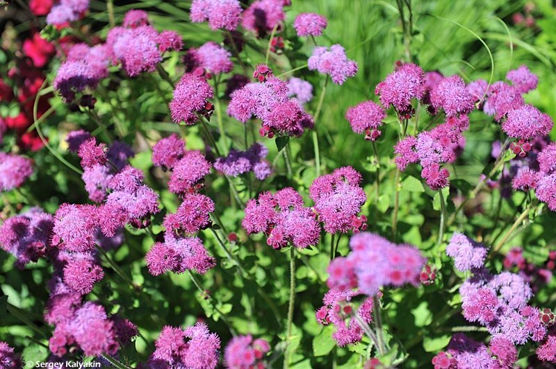 Агератум Red Sea