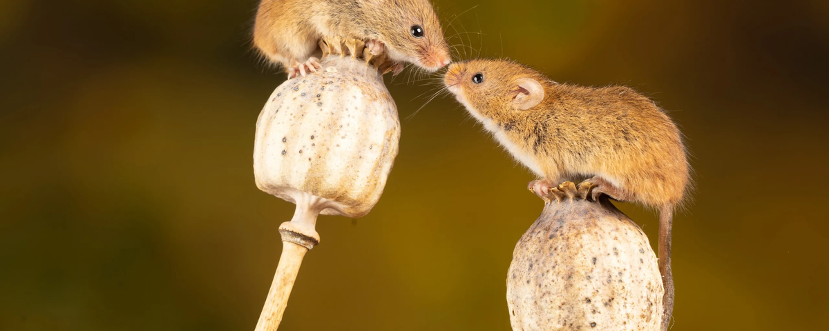 мышь полевка интересные факты. мышь полевка интересные факты. интересные факты о мышках. мышь обои. мышь краткое описание.