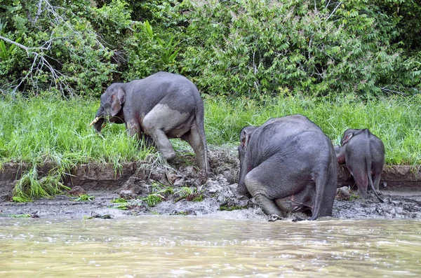 А ещё, несмотря на свою массивность, эти слоны обожают купаться. 