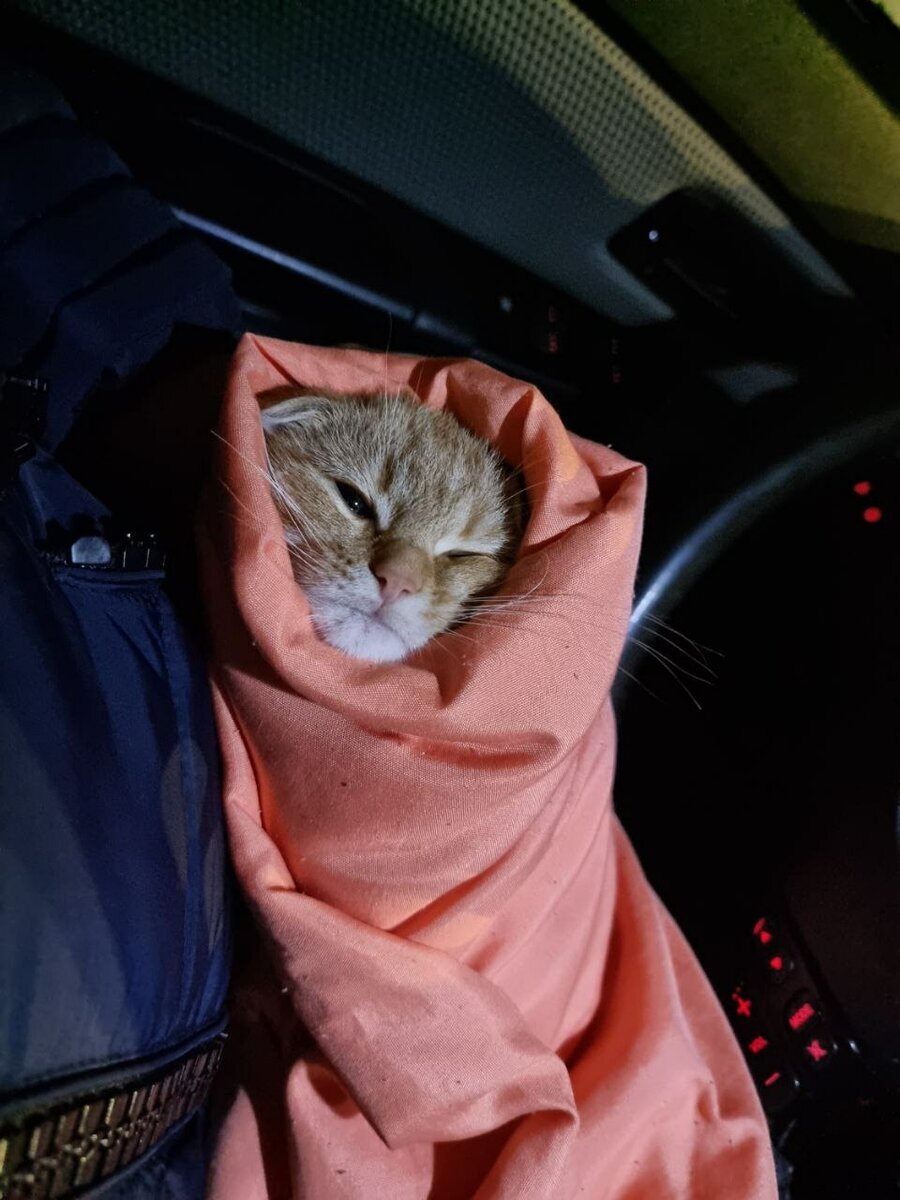Вислоухий котенок с приступами, едем домой