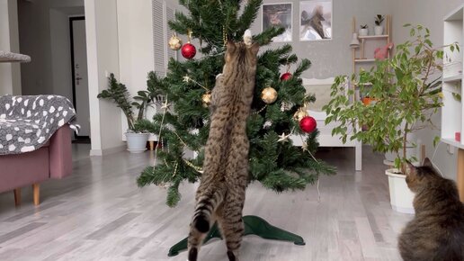 Котокараоке. Песня о маленькой ёлочке 🎄и её ухажёре😸