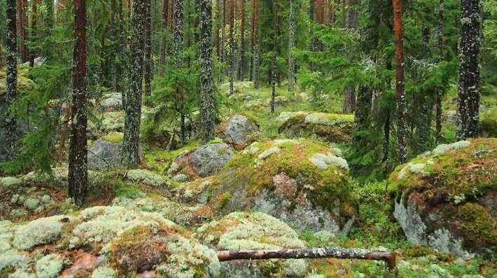 Лес около дачного поселка (архивное фото)
