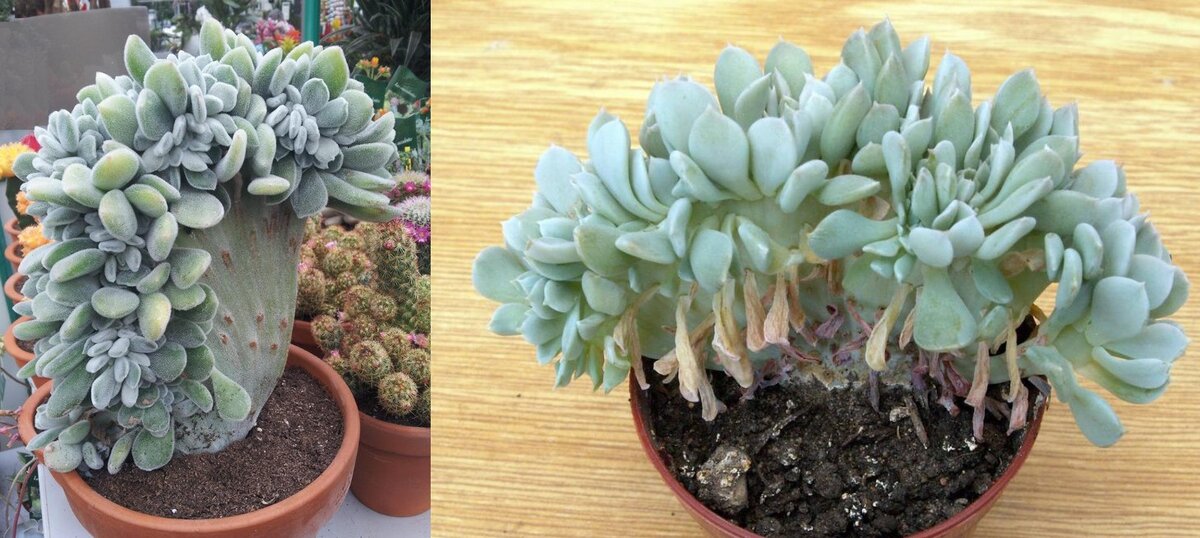 Эти толстянковые кристатной формы похожи на моего лапочку.