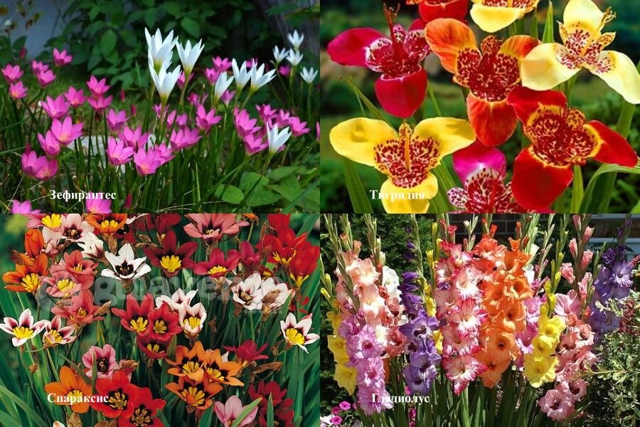 Загадочные тюльпаны, украшающие сады по всему миру