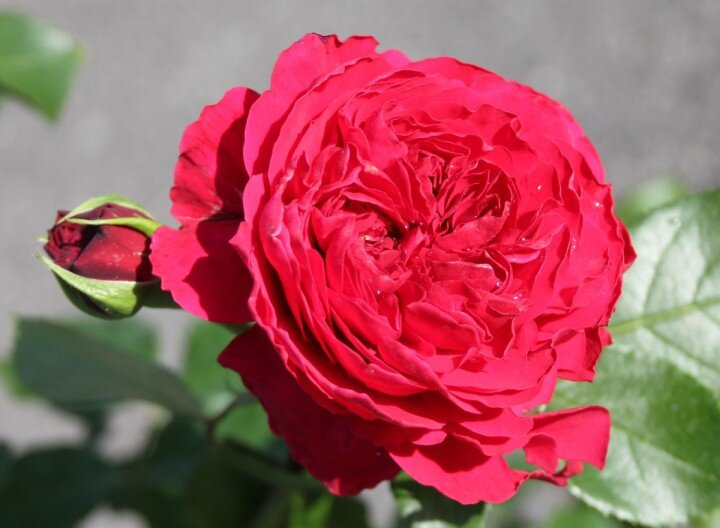 флорибунда Red Leonardo da Vinci ( Ред Леонардо да Винчи) фото из свободного доступа 
