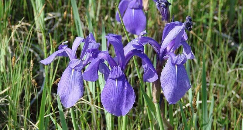     Ирис-касатик