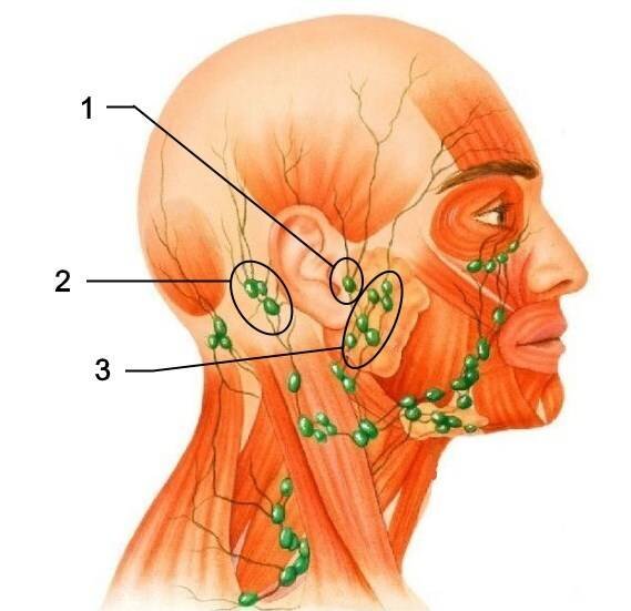 Лимфатические узлы на лице схема фото