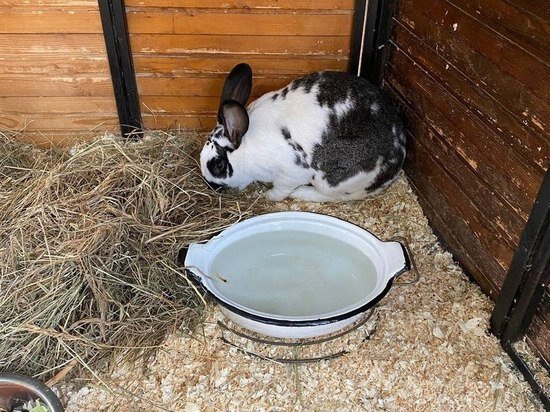     фото: МК в Туле