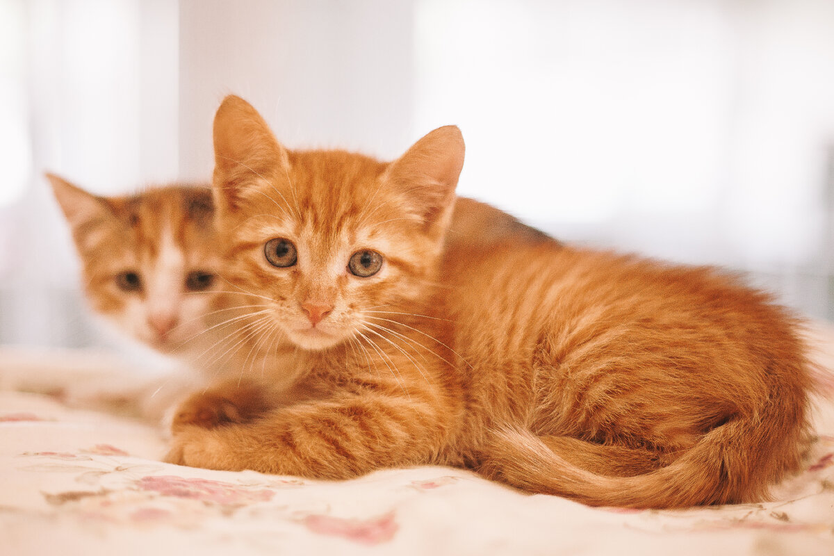 Рыжик и Персик ждут тебя 🧡