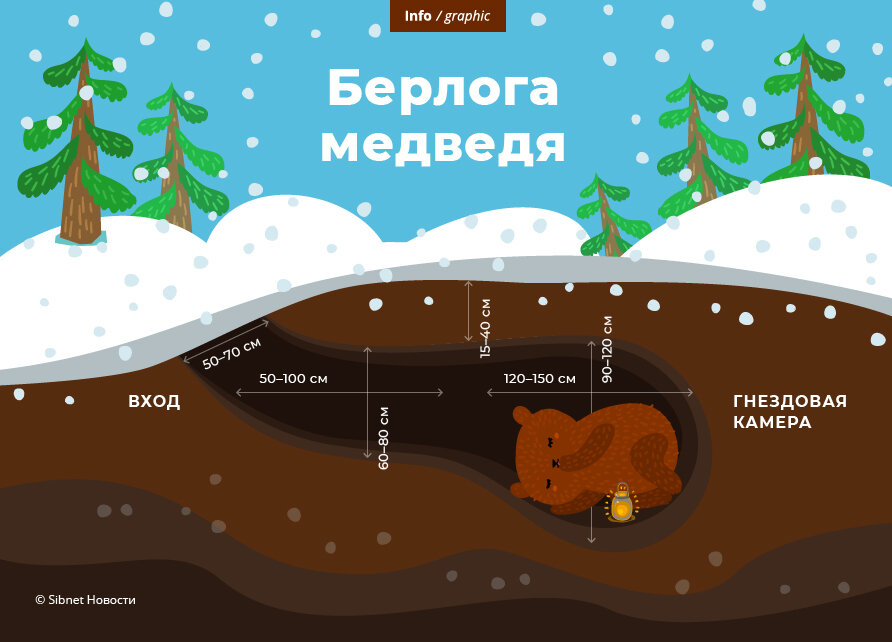 Как выглядит медведь внутри