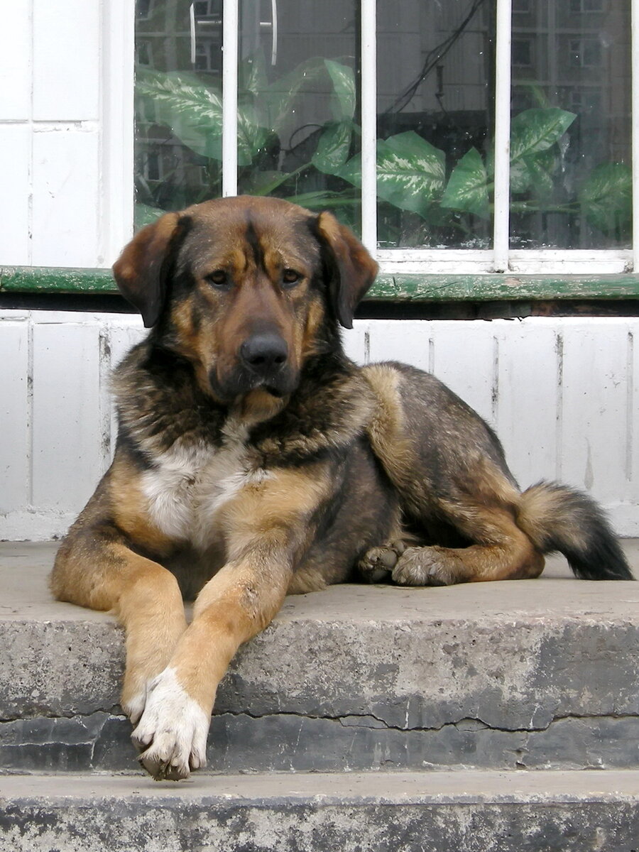 Бездомная собака у подъезда жилого дома. Фото из личного архива