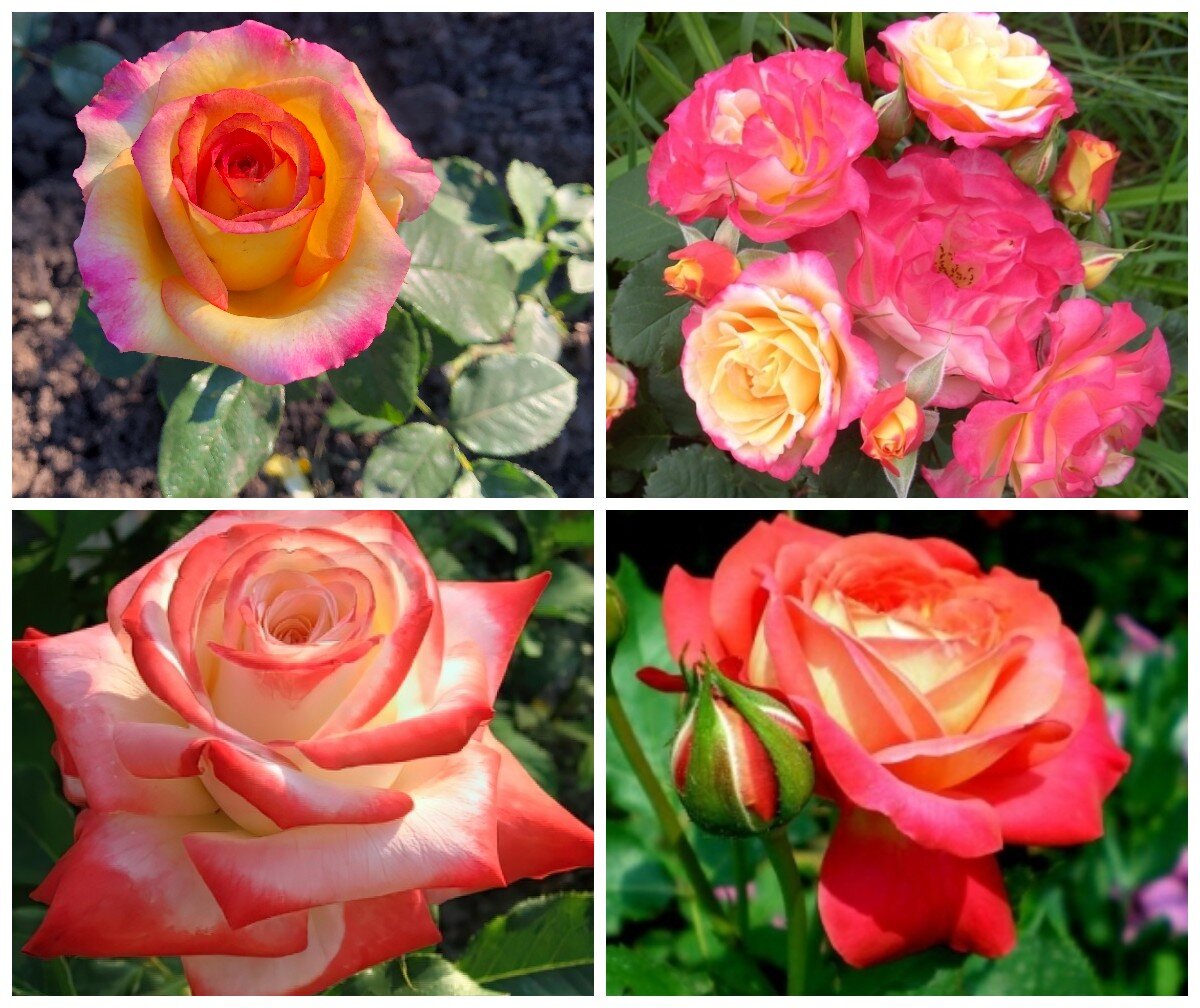 фото из свободного источника, кроме первого.