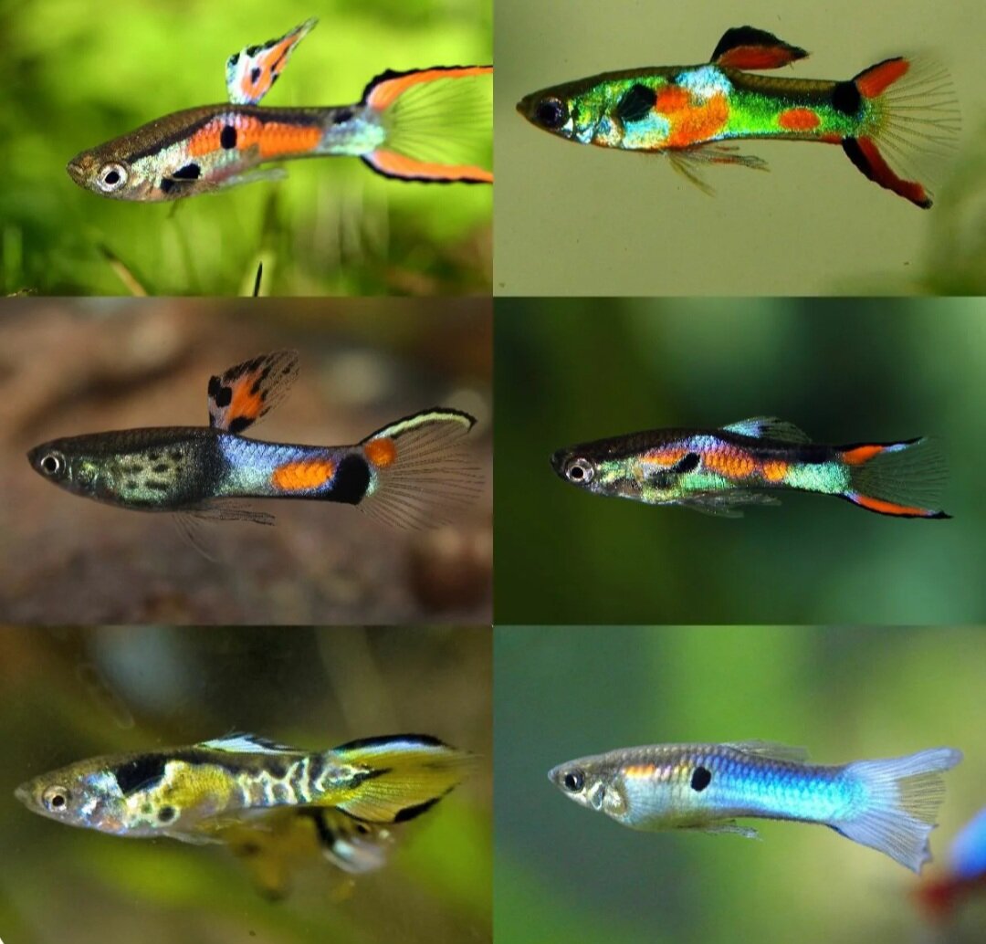 Селекционные формы Гуппи Эндлера