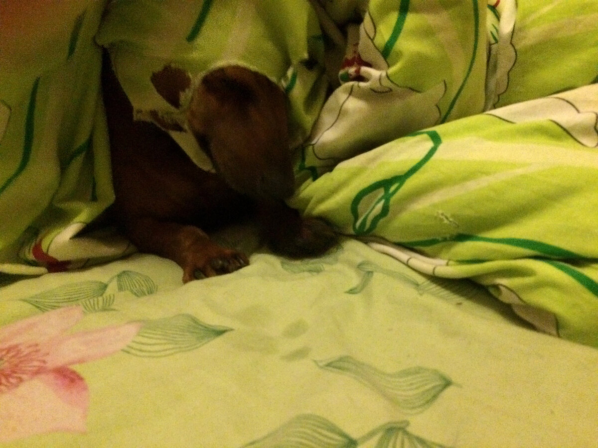 "После того, как животное проходит данный "курс лечения", ему уже не приносит столько восторга и радости ритуал жевания"