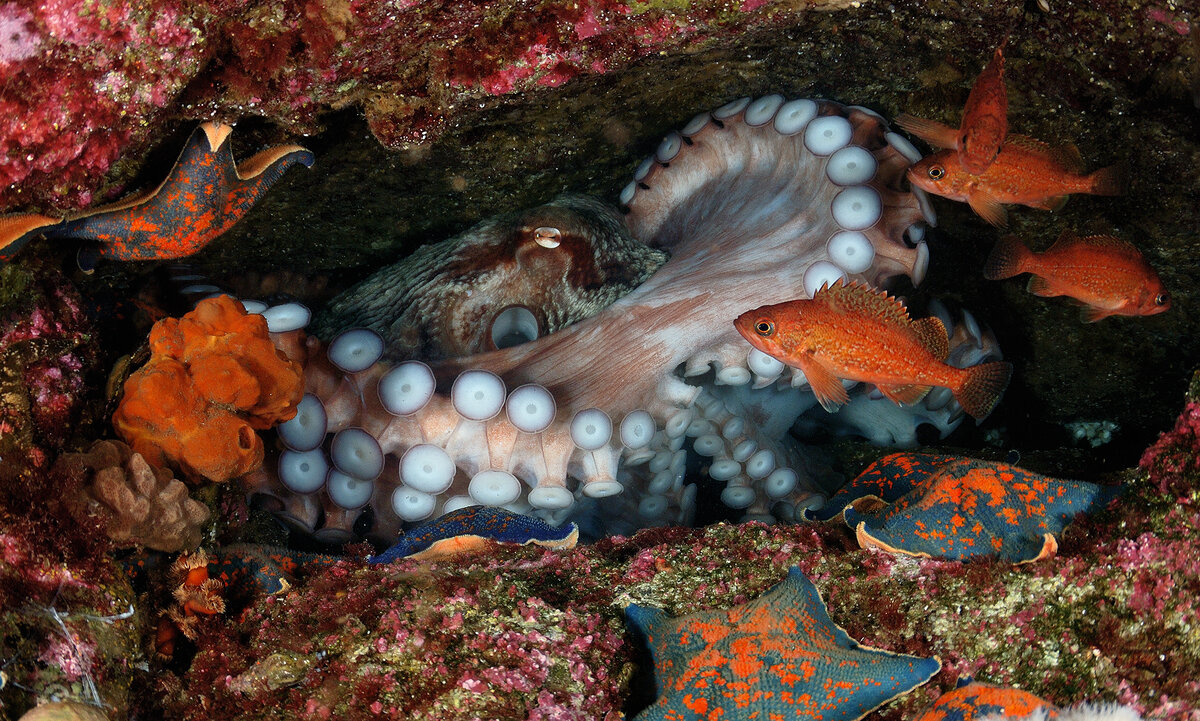 осьминоги в красном море