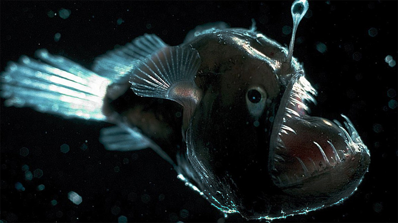 Источник: vivareit.ru