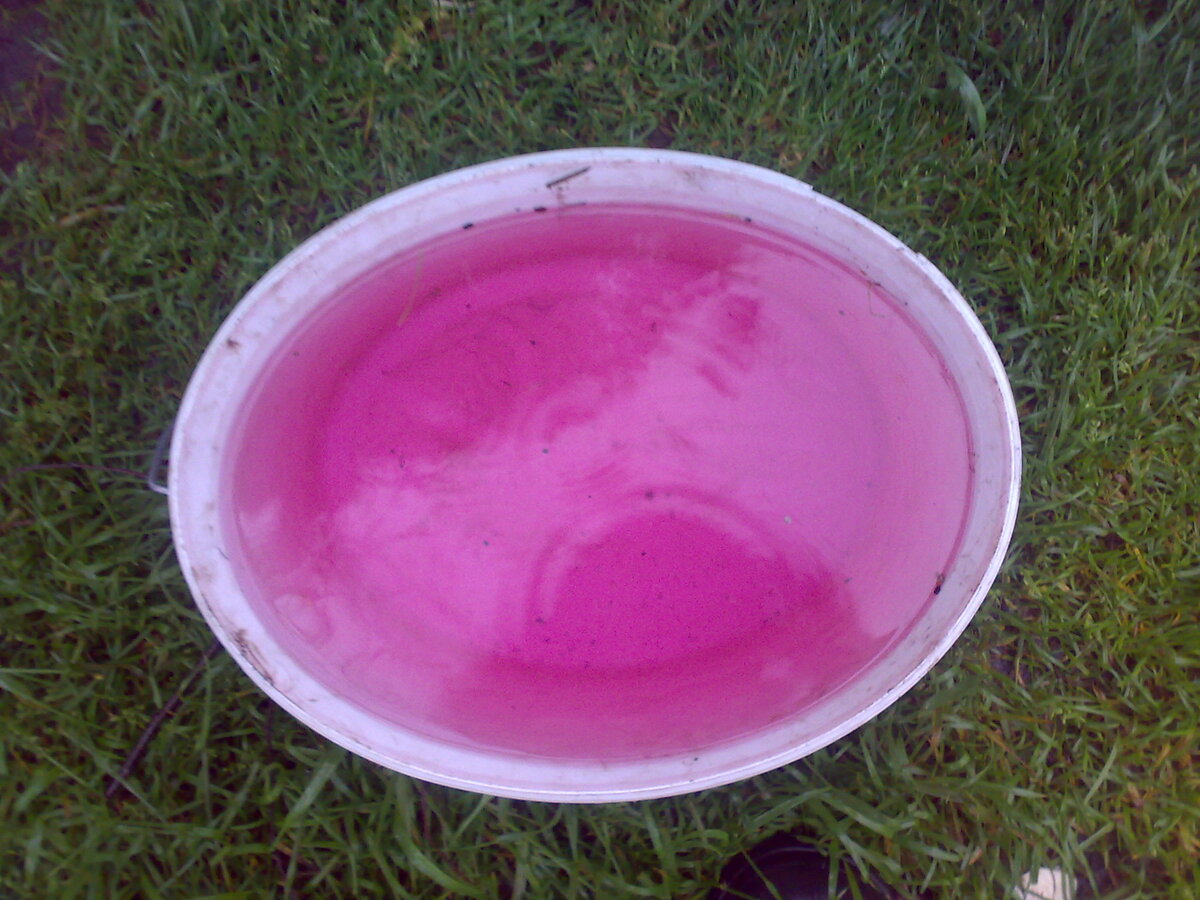 Сколько времени держать семена в марганцовке. Раствор марганцовки для купания. Розовый раствор марганцовки. Слабо розовый раствор марганцовки. Цвет марганцовки.