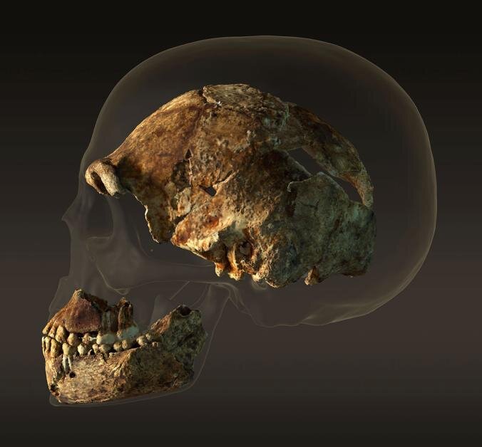 Сравнение черепов Homo naledi и современного человека.