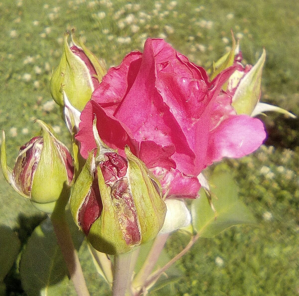 Автор фото Стихи Поэта Максим Вишневский