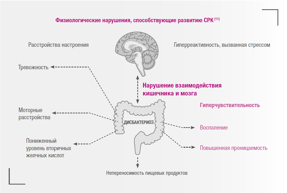 Ось кишечник мозг схема