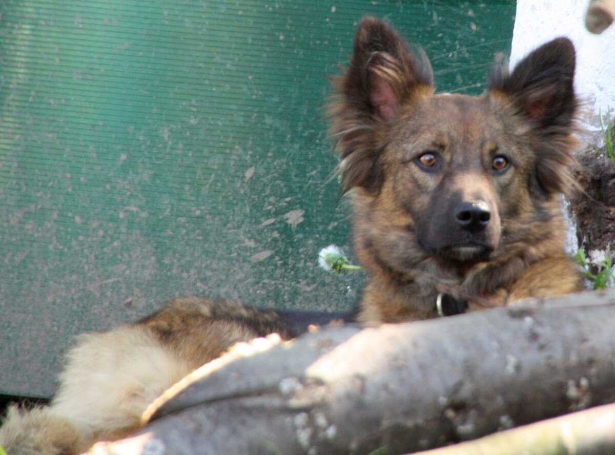 Собака Филипп из Банды Дворян