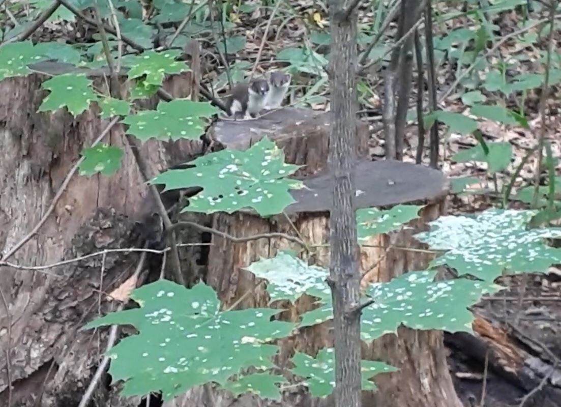 а тут картинка "найди две ласки"
