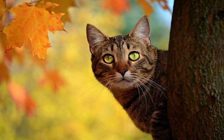 Фото из https://wallbox.ru/cats/l