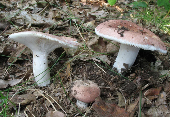 Сыроежка пищевая