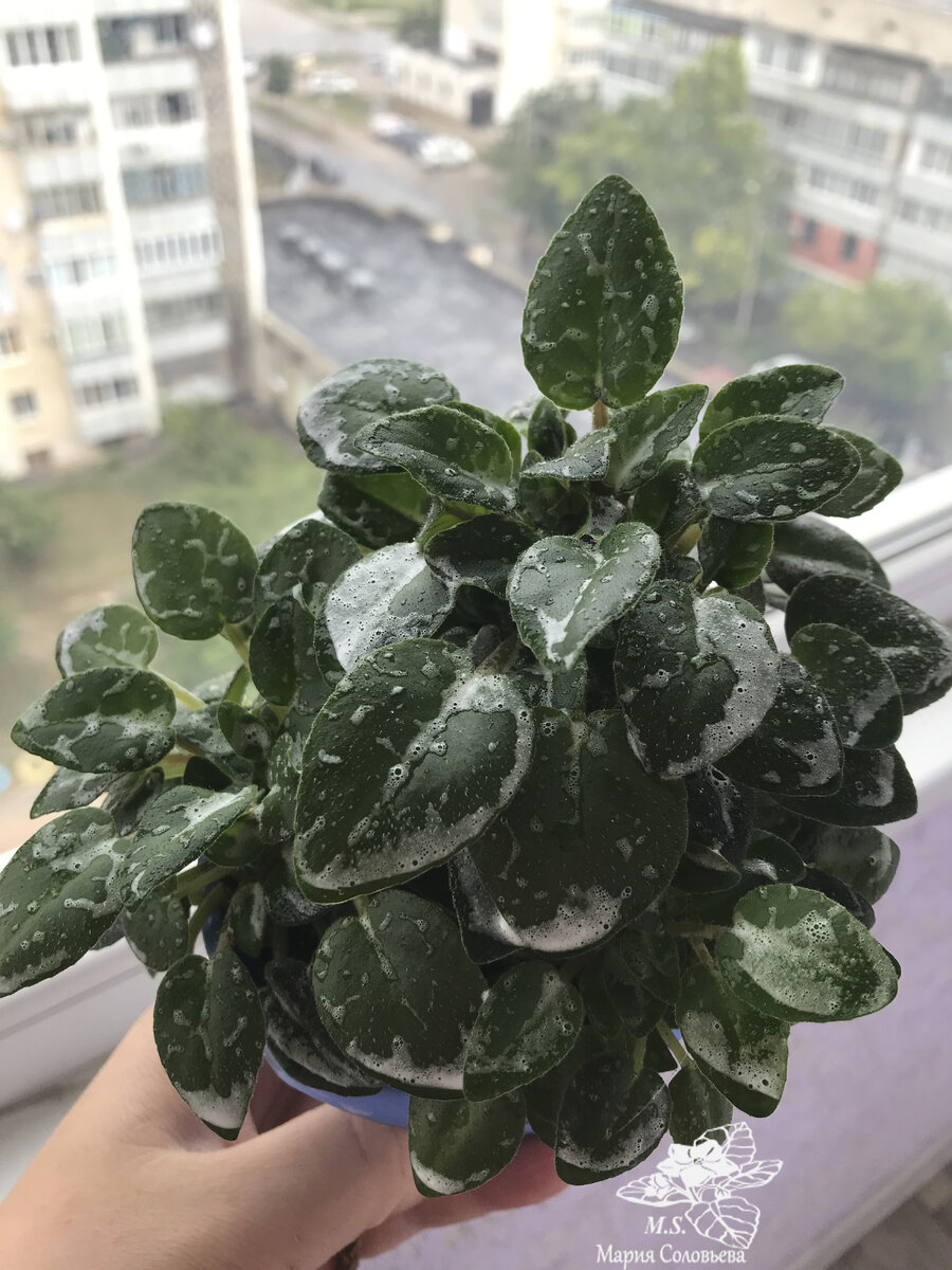 Необходимые принадлежности