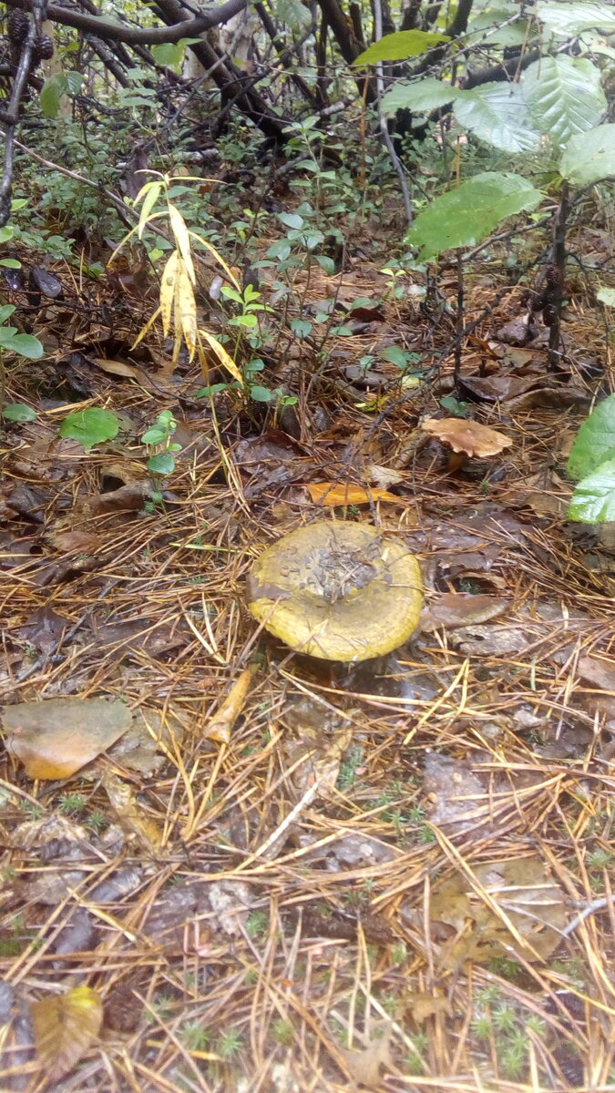 черный груздь