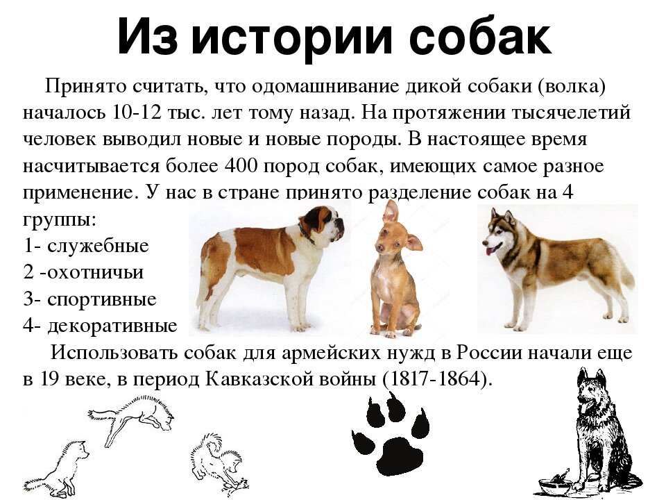 История происхождения собаки | Прокотьев | Дзен