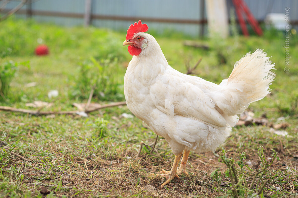 Кроссовая курица — рекордсменка по яйценоскости в моих маленьких остатках хозяйства
