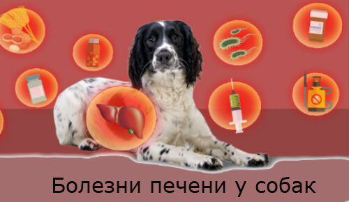 Болезни печени у собак: симптомы, диагностика и лечение