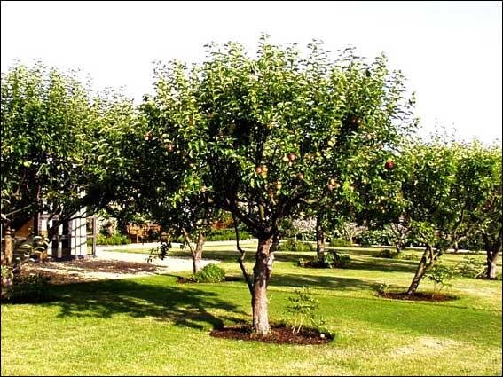 Как удачно совершить пересадку взрослого плодового дерева