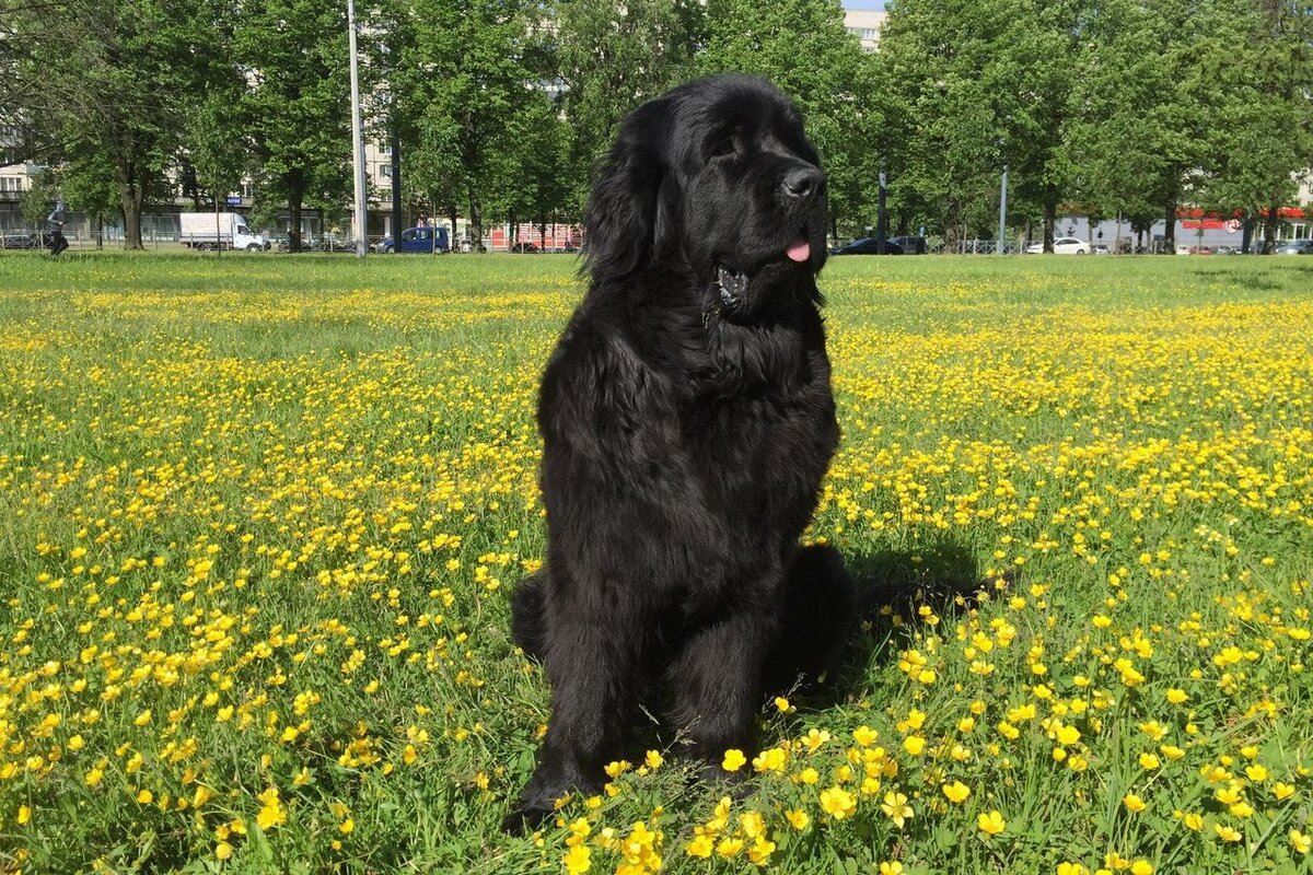 Ньюфаундленд
