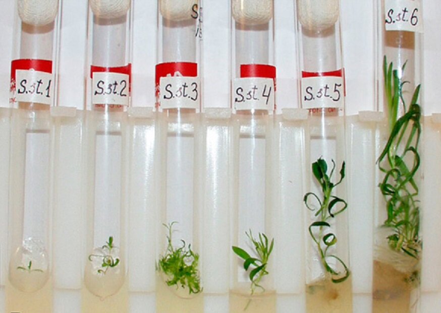 Проращивание семян в лаборатории. Фото из свободных источников.