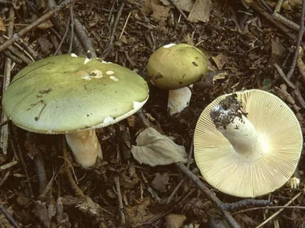 Сыроежка зеленая