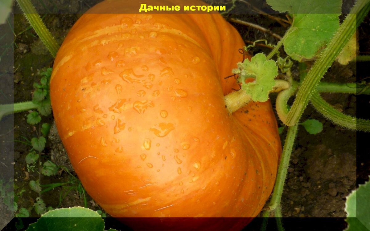 https://vk.com/photo-159774511_457242460