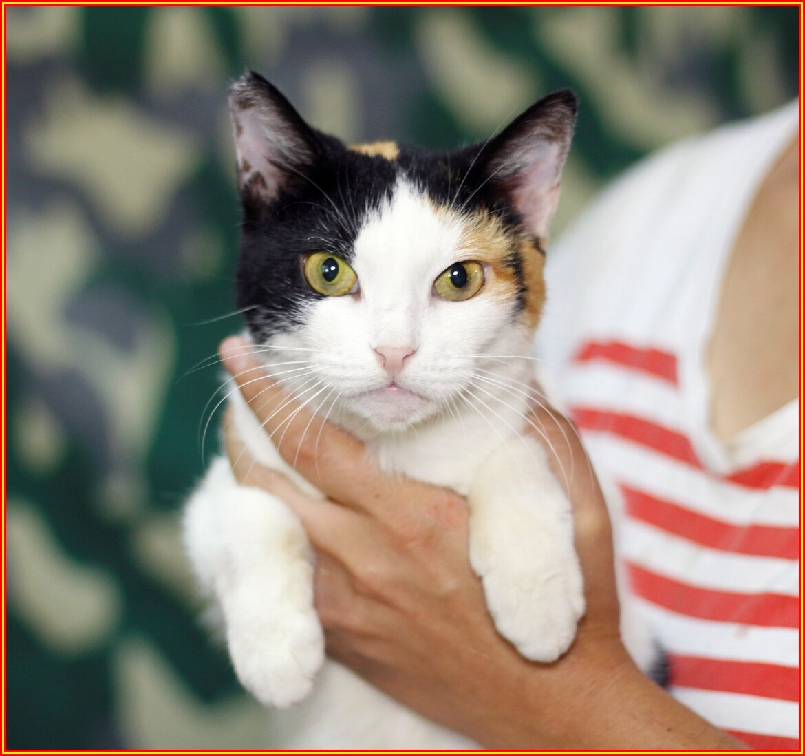 Фото из приюта "Лучший друг" г. Ставрополь