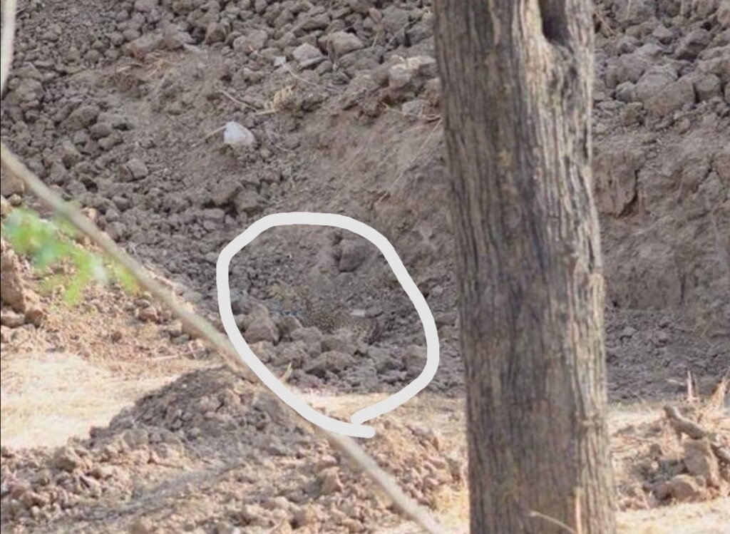 Сможет найти что то свое. Леопард на фотографии найти. Найди леопарда на картинке. Найдите леопарда на фото. Леопард спрятался
