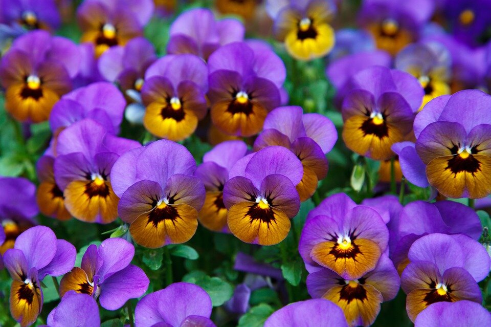 https://cdn.pixabay.com/photo/2012/03/04/00/35/pansy-21968_960_720.jpg