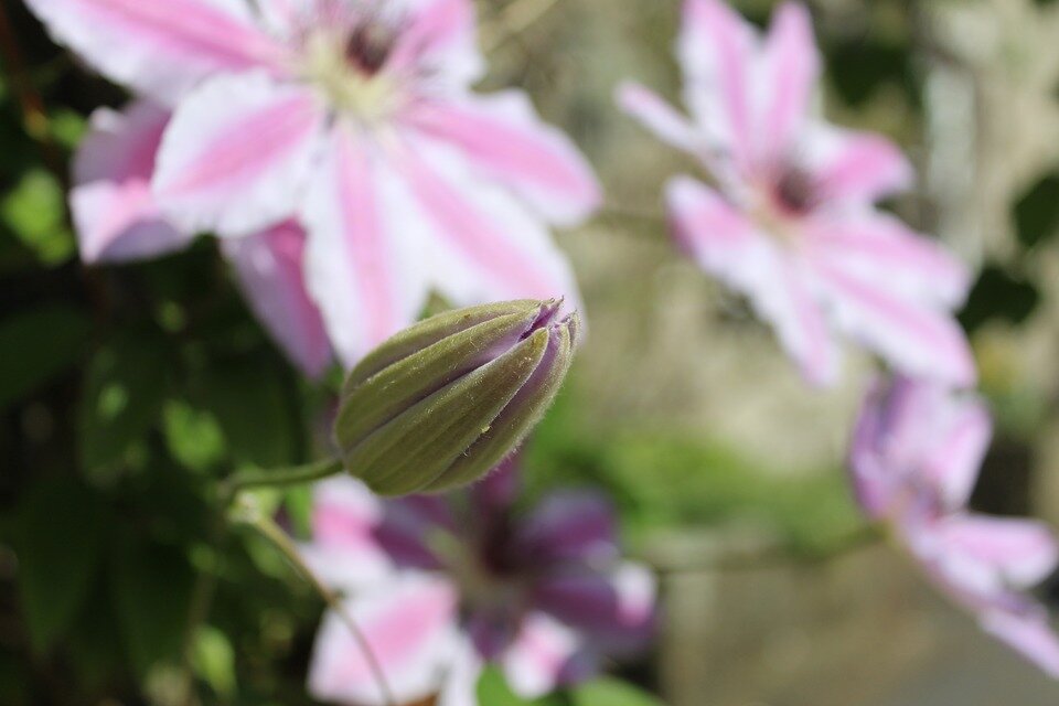 крыніца: https://cdn.pixabay.com/photo/2018/05/28/16/51/clematis-bud-3436411_960_720.jpg