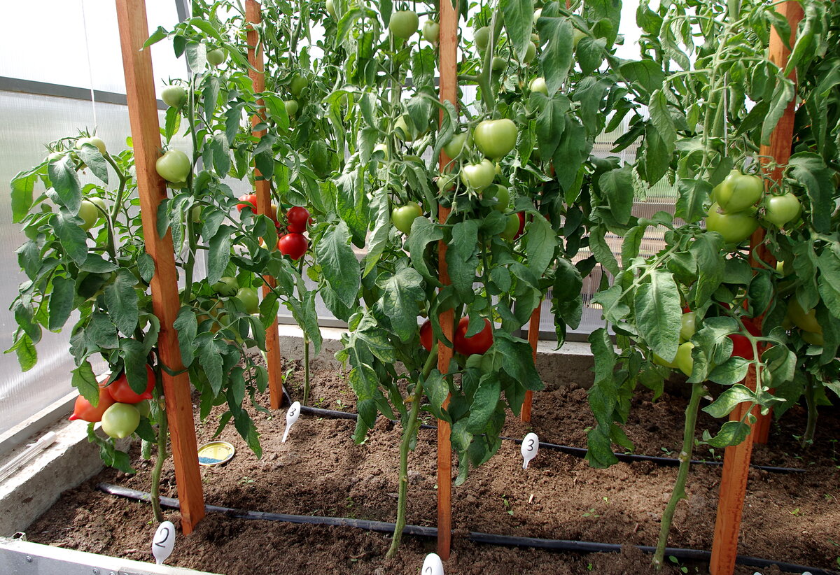 пикадор томат отзывы характеристика