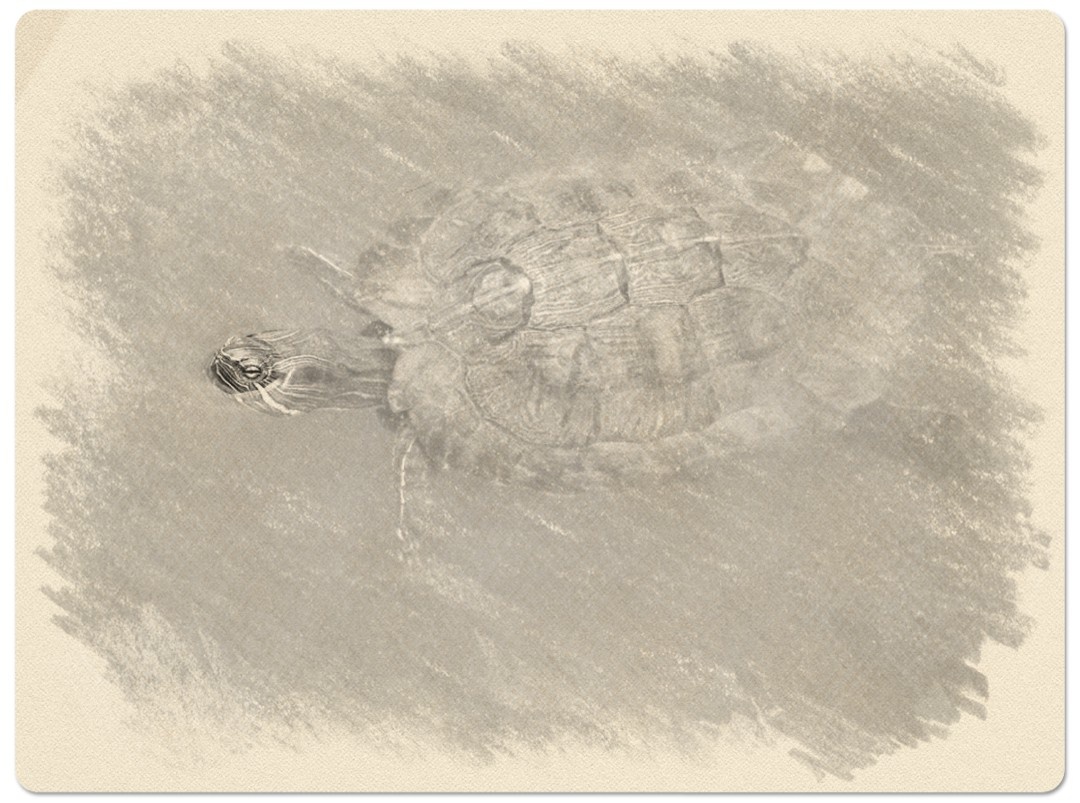 Когда посещал Ботанический сад, не знал, что прохожу мимо плотоядных растений, которые ловят и переваривают насекомых... В следующий раз обязательно их найду ...