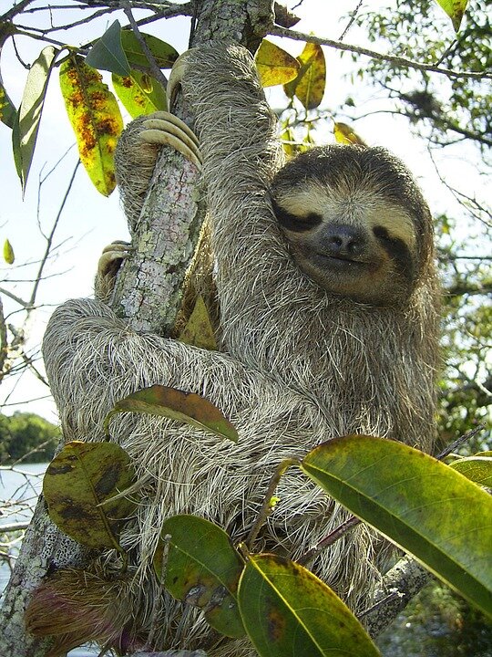 https://cdn.pixabay.com/photo/2012/10/25/23/34/pygmy-sloth-62869_960_720.jpg