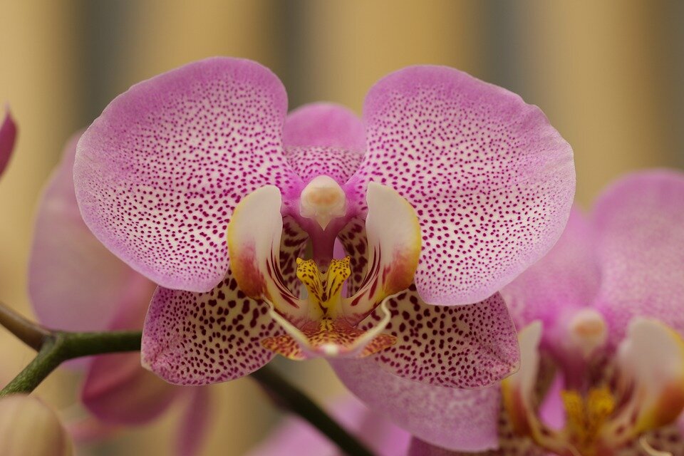 https://pixabay.com/ru/photos/орхидея-фаленопсис-цветы-растения-4516451/