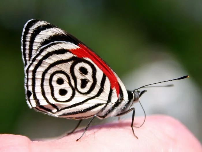 Топ-10 завораживающих и необычных бабочек | Мир Удивительных зверей | Дзен