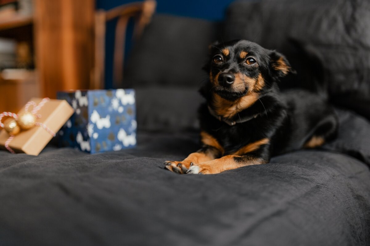 https://kaboompics.com/photo/9685/christmas-gifts-for-a-cute-little-dog