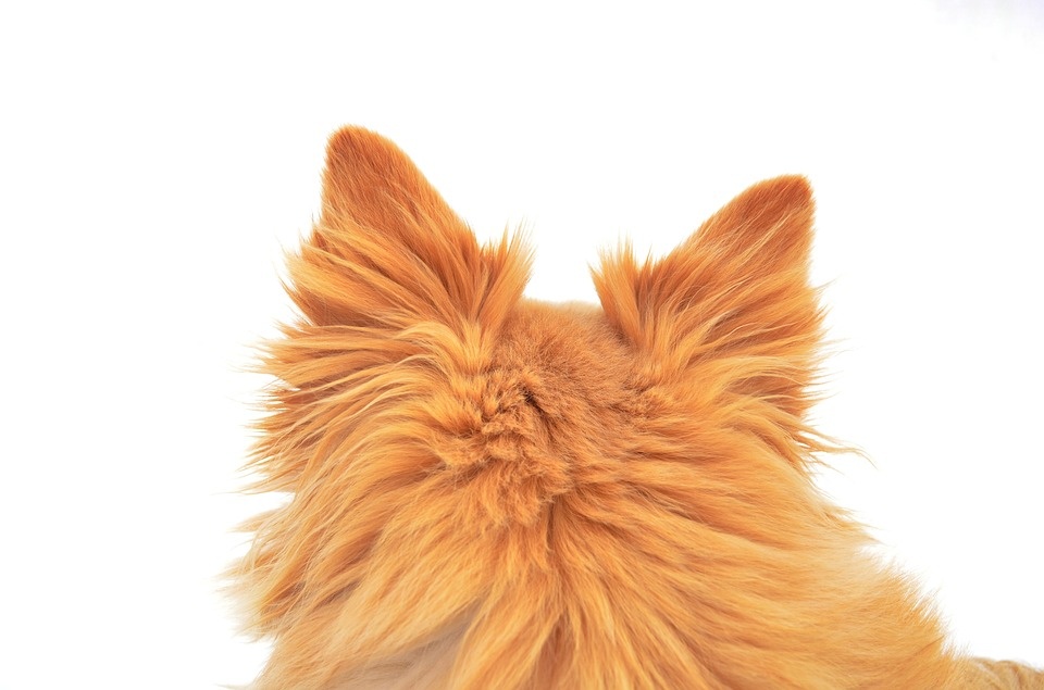 https://cdn.pixabay.com/photo/2018/03/10/19/49/dog-3215114_960_720.jpg