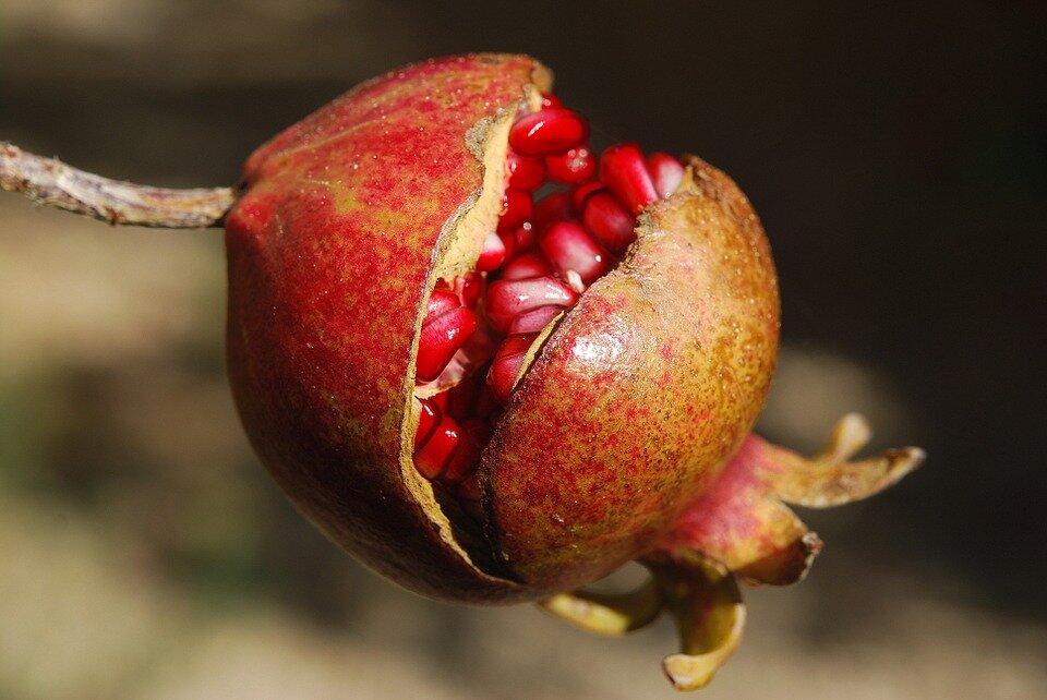 https://cdn.pixabay.com/photo/2013/09/23/20/28/pomegranate-185456_960_720.jpg